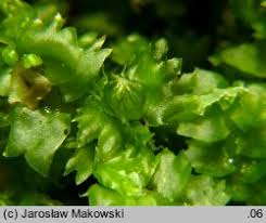 Attēlu rezultāti vaicājumam “Barbilophozia barbata”