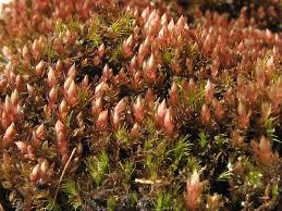 Attēlu rezultāti vaicājumam “Bryum pallens”