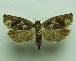 Attēlu rezultāti vaicājumam “Epiblema foenella”