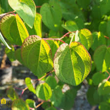 Attēlu rezultāti vaicājumam “Cercidiphyllum japonicum fruit”