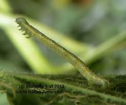 Attēlu rezultāti vaicājumam “Larentia clavaria”