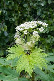 Attēlu rezultāti vaicājumam “Heracleum sosnowskyi fruit”