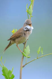 Attēlu rezultāti vaicājumam “Sylvia communis”