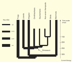 Image result for genome sizes