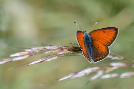 Attēlu rezultāti vaicājumam “Lycaena hippothoe male”