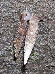 Attēlu rezultāti vaicājumam “Clausiliidae”