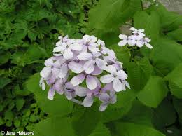 Attēlu rezultāti vaicājumam “Lunaria rediviva leaf”