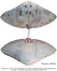 Image result for Gymnura altavela