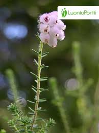 Attēlu rezultāti vaicājumam “Erica tetralix leaf”