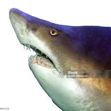 Image result for Carcharias taurus