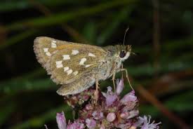 Attēlu rezultāti vaicājumam “Hesperia comma underside”