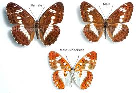 Attēlu rezultāti vaicājumam “Limenitis camilla”