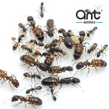 Attēlu rezultāti vaicājumam “Camponotus herculeanus”