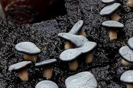 Attēlu rezultāti vaicājumam “Diderma hemisphaericum”