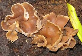 Attēlu rezultāti vaicājumam “Peziza repanda”