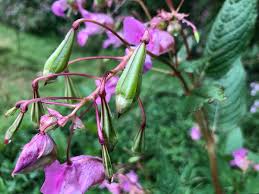 Attēlu rezultāti vaicājumam “Impatiens glandulifera fruit”