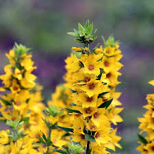 Attēlu rezultāti vaicājumam “Lysimachia vulgaris flower”