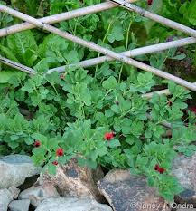 Image result for Lotus tetragonolobus