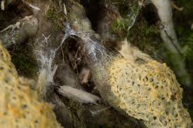 Attēlu rezultāti vaicājumam “Fuligo septica var. rosea young”