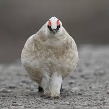 Image result for Lagopus muta