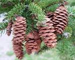 <b>Picea</b> glauca (Moench) Voss