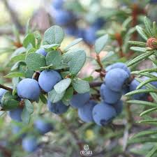 Attēlu rezultāti vaicājumam “Vaccinium uliginosum fruit”