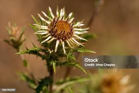 Attēlu rezultāti vaicājumam “Carlina biebersteinii flower”