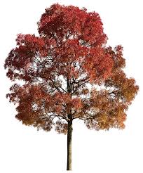 Attēlu rezultāti vaicājumam “Fraxinus excelsior”