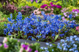 Attēlu rezultāti vaicājumam “Scilla siberica flower”