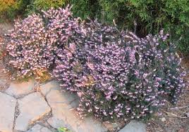 Attēlu rezultāti vaicājumam “Erica x darleyensis flower”