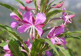 Attēlu rezultāti vaicājumam “Epilobium angustifolium leaf”