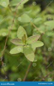 Attēlu rezultāti vaicājumam “Lonicera caerulea var. pallasii leaf”