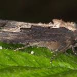 Attēlu rezultāti vaicājumam “Dypterygia scabriuscula”