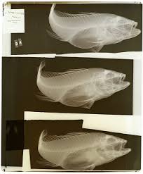 Image result for Centropristis striata