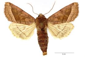 Attēlu rezultāti vaicājumam “Hydraecia micacea”