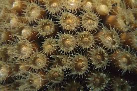 Attēlu rezultāti vaicājumam “Physarum contextum macro”