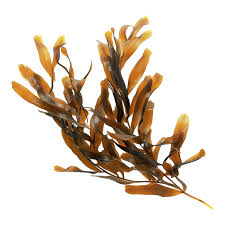 Attēlu rezultāti vaicājumam “Potamogeton lucens”