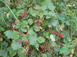 Image result for Rubus sectio