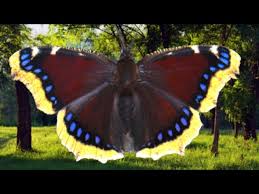 Attēlu rezultāti vaicājumam “Nymphalis antiopa”