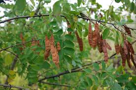 Attēlu rezultāti vaicājumam “Robinia pseudoacacia fruit”