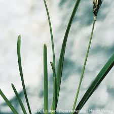 Attēlu rezultāti vaicājumam “Sesleria caerulea leaf”