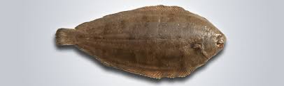 Image result for Solea solea