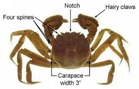 Image result for Eriocheir sinensis