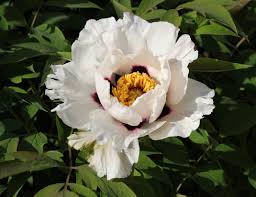 Attēlu rezultāti vaicājumam “Paeoniaceae”