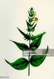 Attēlu rezultāti vaicājumam “Melampyrum pratense leaf”