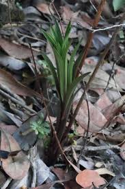 Attēlu rezultāti vaicājumam “Liliaceae”
