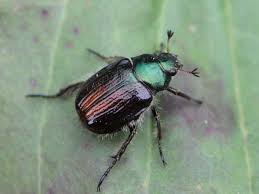 Attēlu rezultāti vaicājumam “Phyllopertha horticola imago”