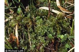 Attēlu rezultāti vaicājumam “Plagiomnium ellipticum”