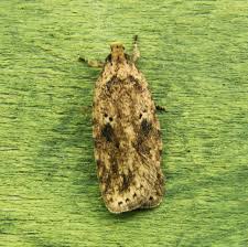 Attēlu rezultāti vaicājumam “Agonopterix aranella”