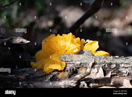 Attēlu rezultāti vaicājumam “Dacrymyces chrysospermus spores”